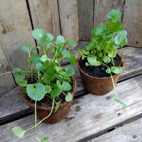Heirloom Centella Asiatica plants with lush round green leaves.
