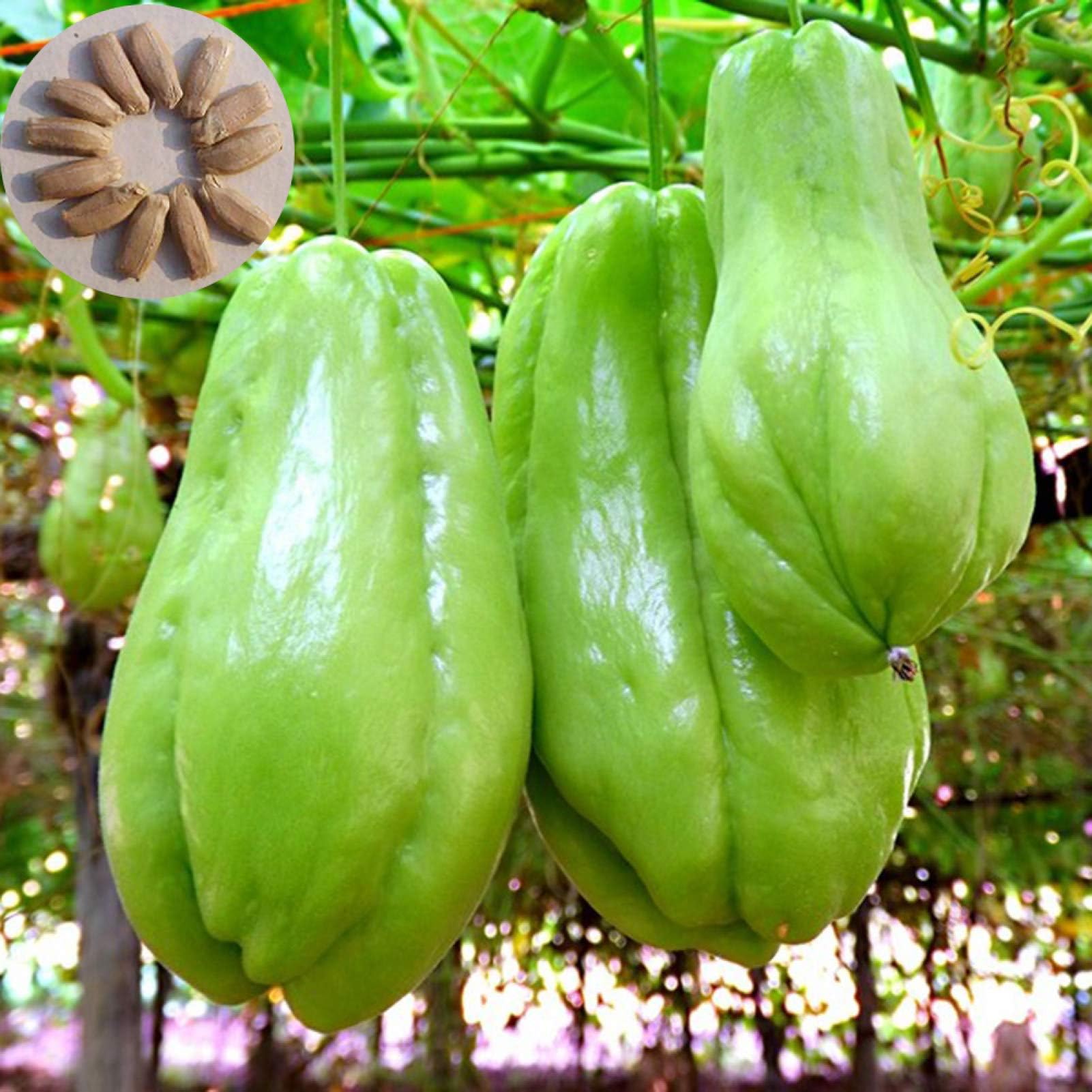 Heirloom chayote seeds suitable for container and outdoor gardening