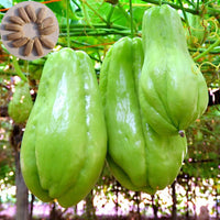 Heirloom chayote seeds suitable for container and outdoor gardening