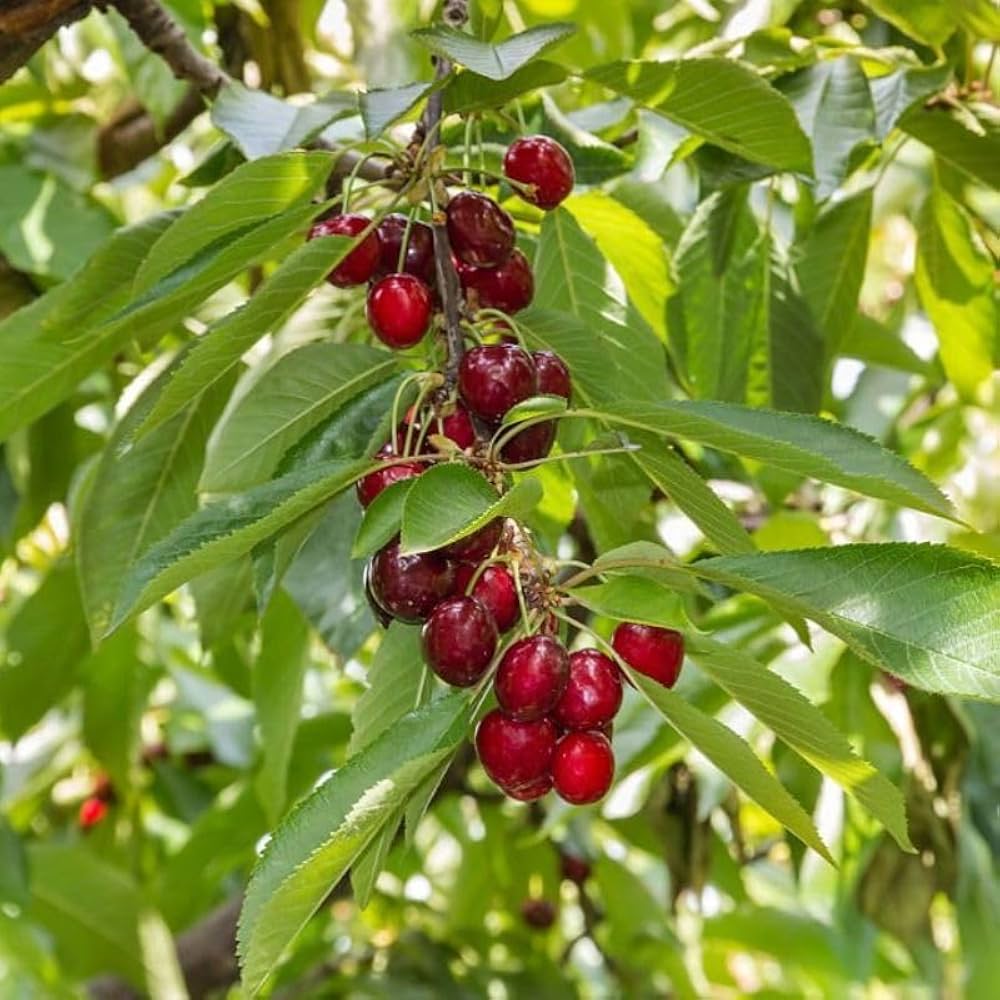 Heirloom Cherry Lapins seeds suitable for containers, raised beds, and garden planting.