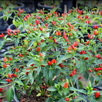 Healthy Chili Pequin Pepper plants growing in a vegetable garden