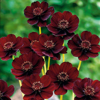Heirloom Chocolate Cosmos annual flower seeds for colorful garden displays