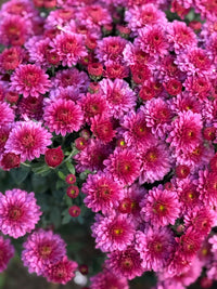 Heirloom chrysanthemum flower seeds suitable for borders, pots, and landscape planting