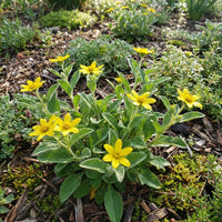 Heirloom Chrysogonum flowers adding vibrant color to an outdoor landscape.