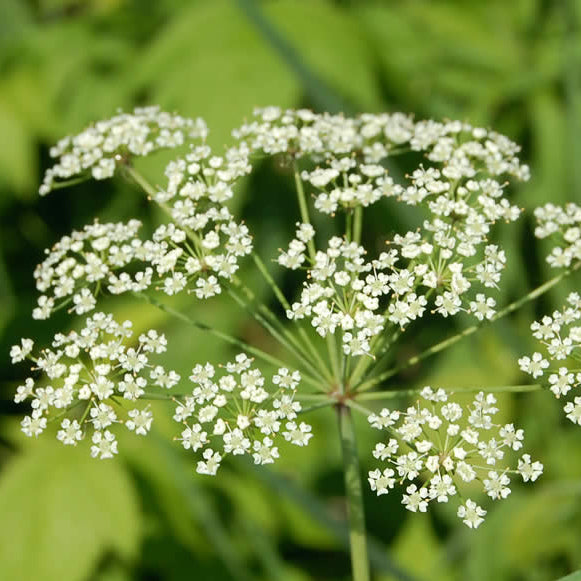 Cicuta maculata seeds suitable for borders and specialty ornamental garden plantings.