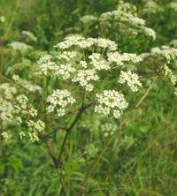 Heirloom Cicuta maculata seeds suitable for botanical garden collections