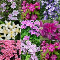 Heirloom Clematis climbing vines with colorful blooms on a garden trellis.