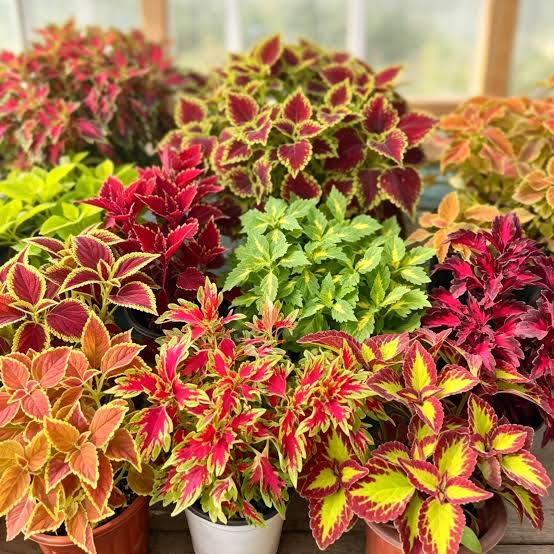 Heirloom Coleus plants with vibrant multicolored ornamental foliage.