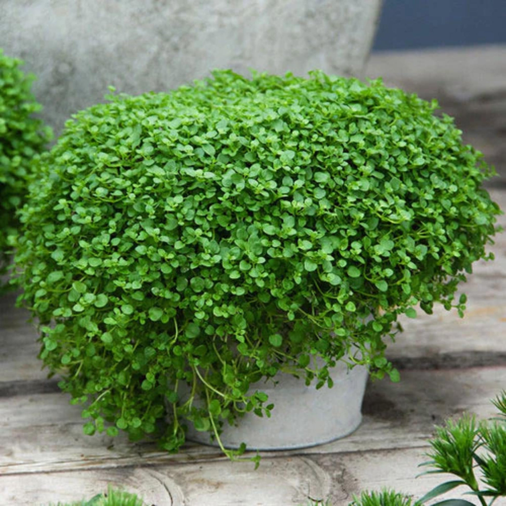 Heirloom Corsican Mint with dense green foliage growing as a ground cover.
