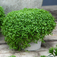 Heirloom Corsican Mint with dense green foliage growing as a ground cover.