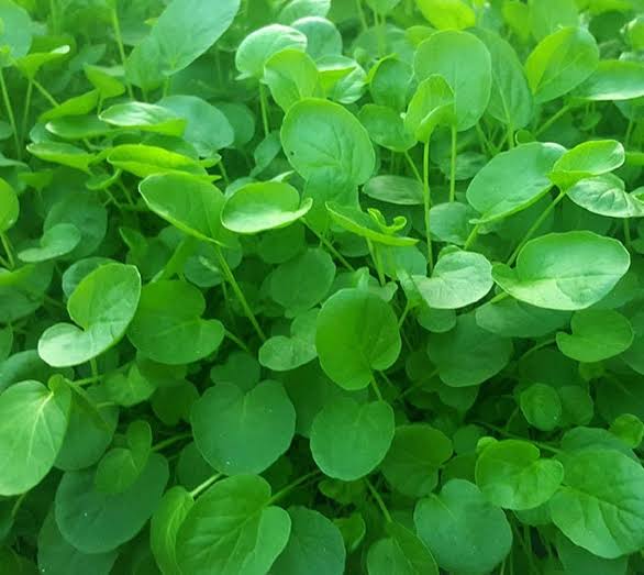 Heirloom non-GMO cress herb seeds with fresh green foliage