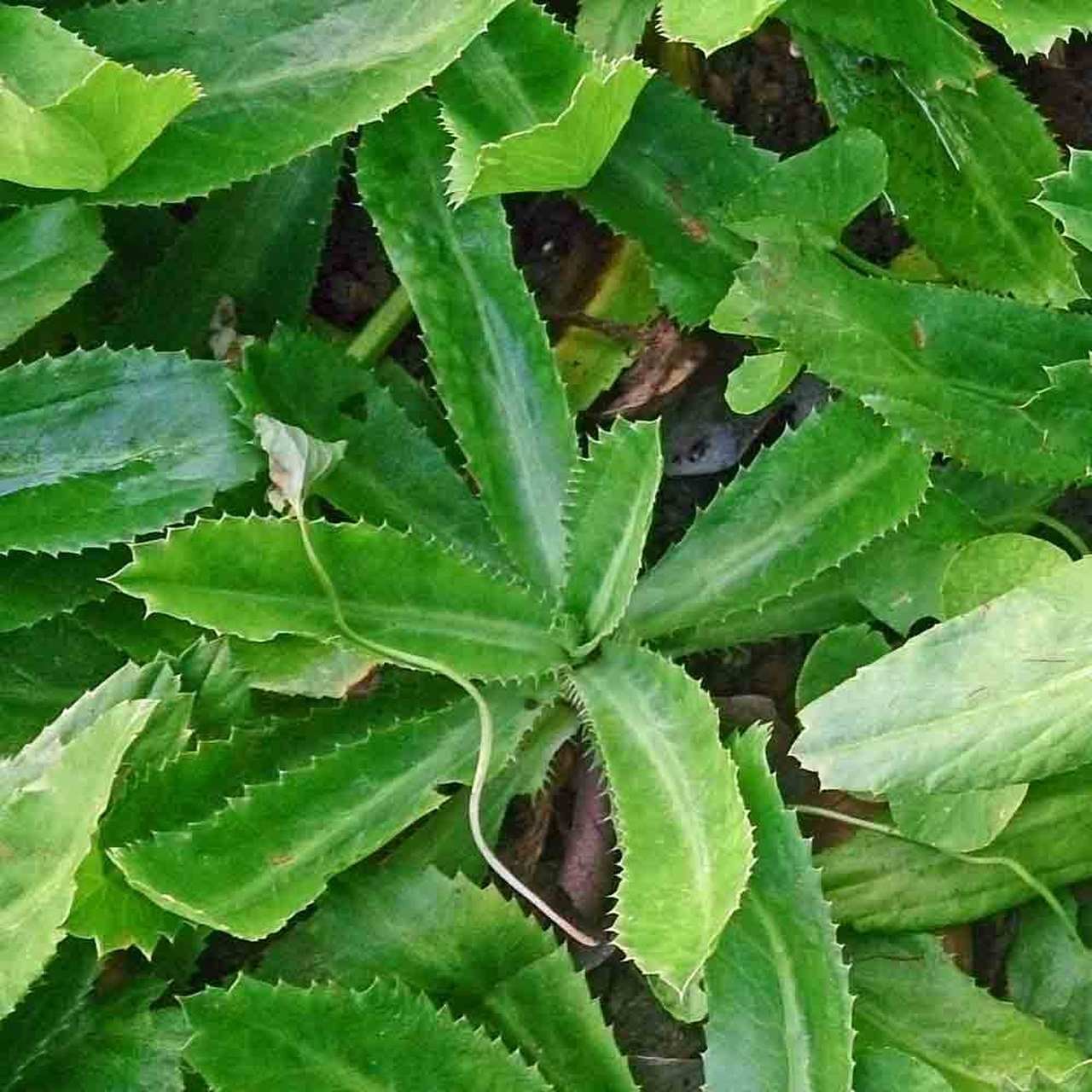 Heirloom non-GMO culantro seeds suitable for kitchen gardens and raised beds