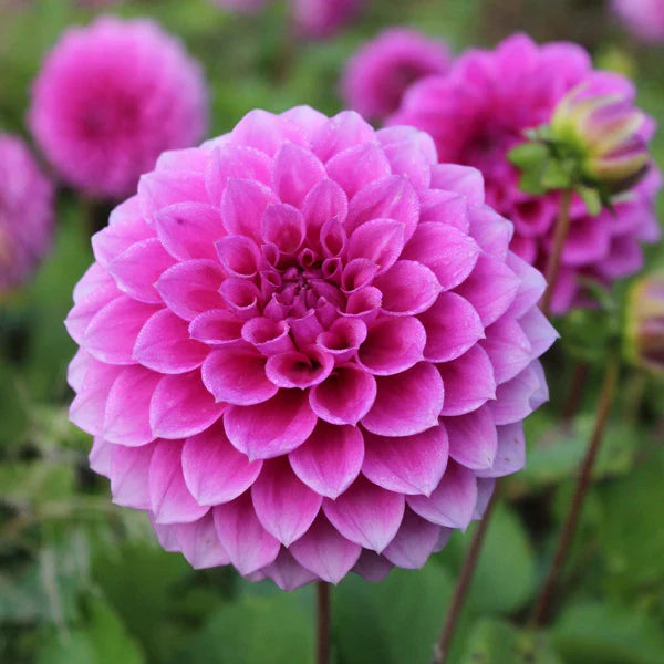 Heirloom Dahlia seeds suitable for borders, raised beds, and containers.
