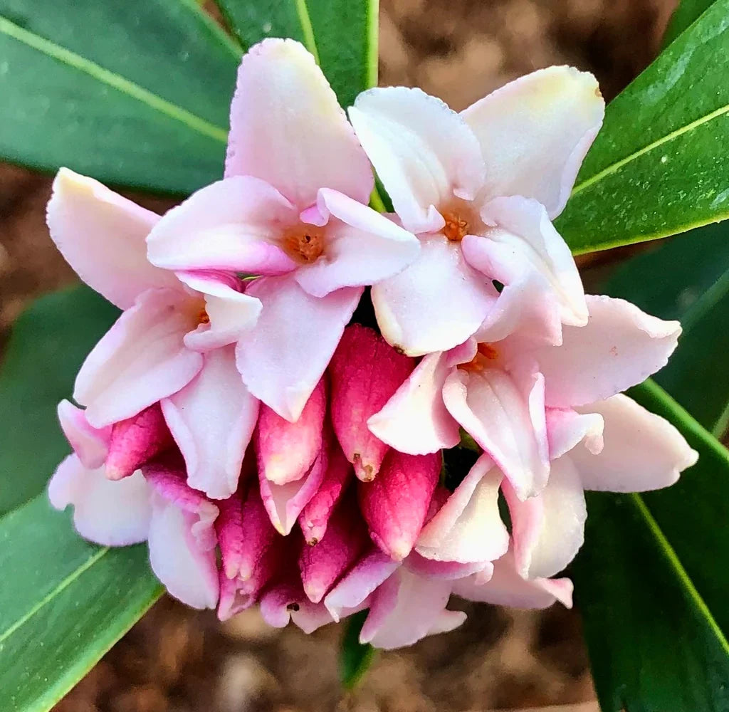Heirloom Daphne shrub with fragrant blooms and lush green foliage.