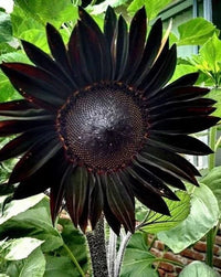 Heirloom Deep Black Sunflowers with dramatic dark blooms in a sunny garden.