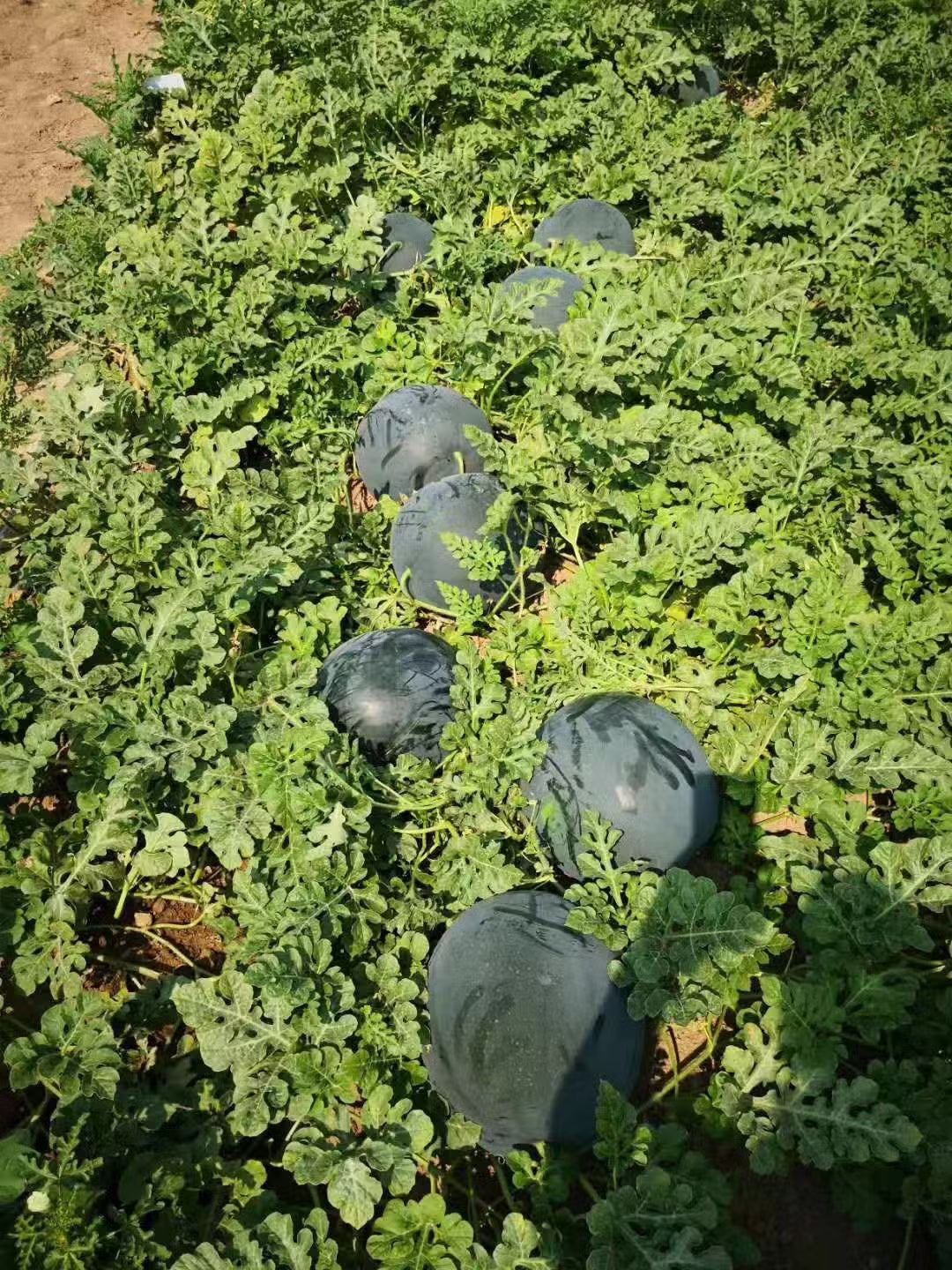 Heirloom Densuke watermelon plants growing with dark-rind fruits