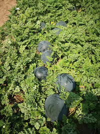 Heirloom Densuke watermelon plants growing with dark-rind fruits