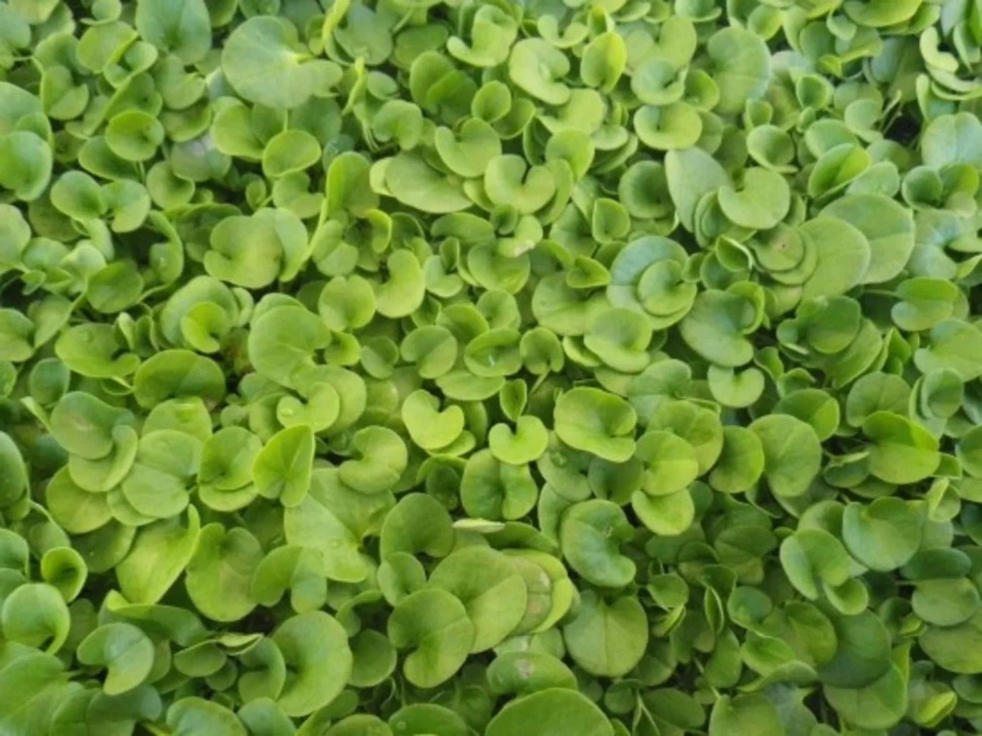 Heirloom Dichondra repens with lush green foliage in a garden