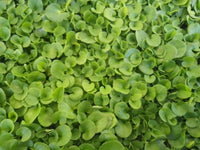 Heirloom Dichondra repens with lush green foliage in a garden