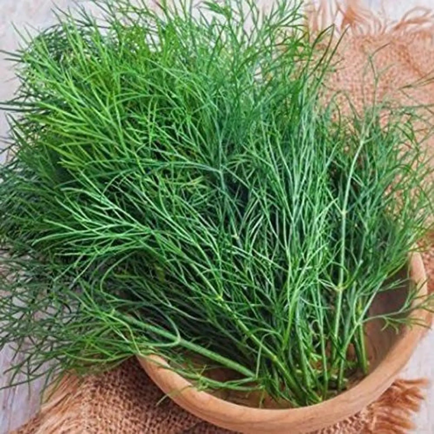 Fresh green dill foliage thriving in an outdoor garden bed.