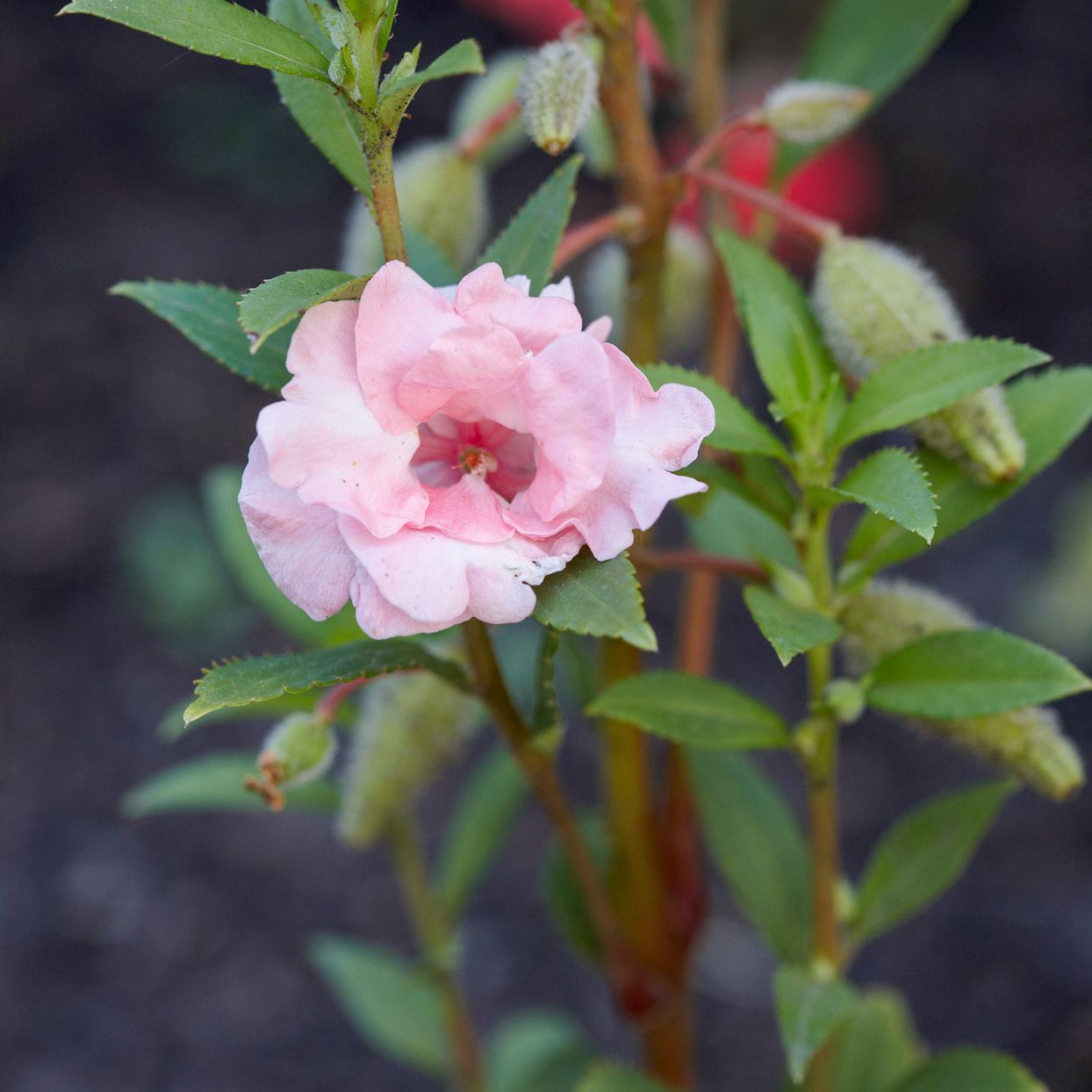 Heirloom Double Camellia Impatiens with colorful double blooms in a garden bed.
