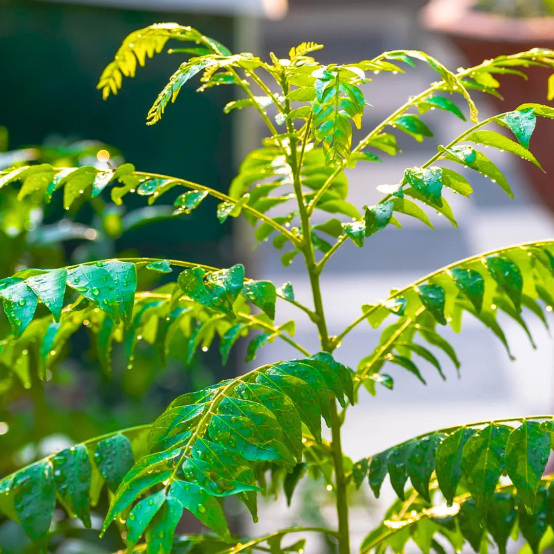Heirloom Dwarf Curry Leaf plant with lush green aromatic foliage.