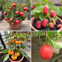 Assorted dwarf fruit seeds for creating a diverse home fruit garden.