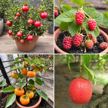 Assorted dwarf fruit seeds for creating a diverse home fruit garden.