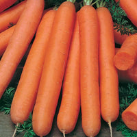 Heirloom Early Nantes carrot seeds producing smooth orange carrots.