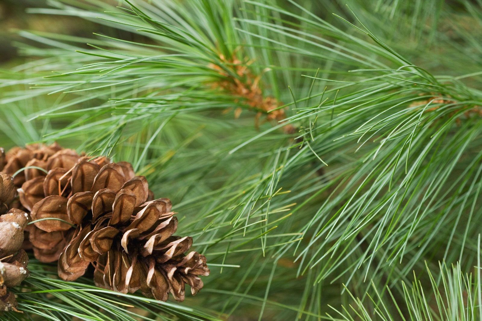 Heirloom Eastern White Pine seeds for cultivating ornamental evergreen trees