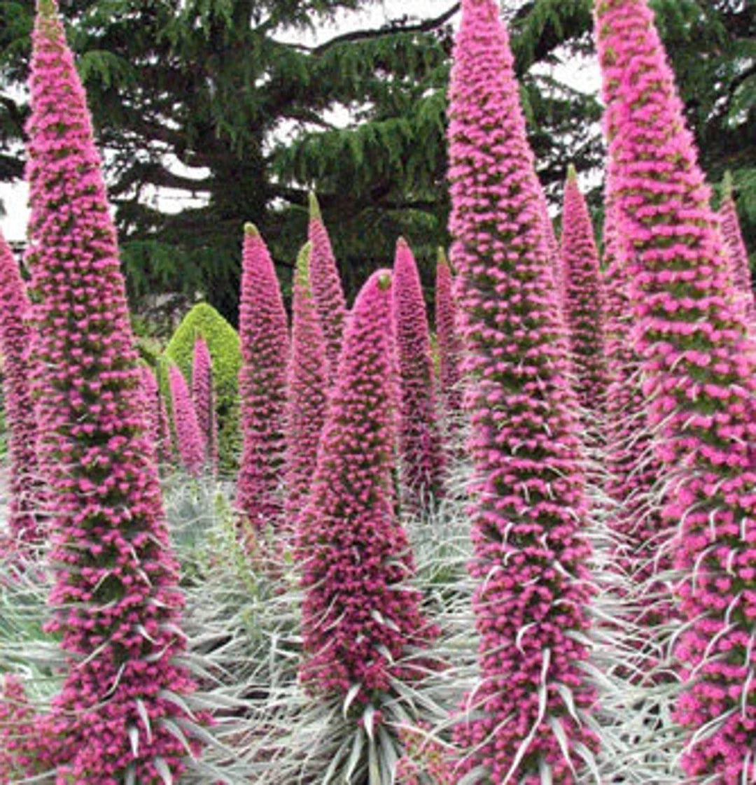 Heirloom Echium Pink Poker plants with tall spikes of pink flowers.