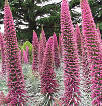 Heirloom Echium Pink Poker plants with tall spikes of pink flowers.