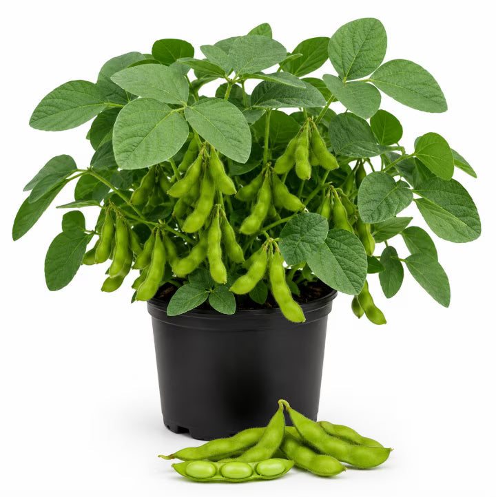 Heirloom non-GMO edamame green bean seeds for raised beds and containers