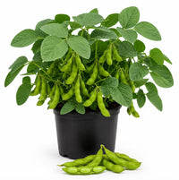 Heirloom non-GMO edamame green bean seeds for raised beds and containers