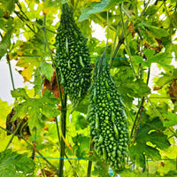 Heirloom Extra Long Bitter Gourd vine with long green gourds growing on a trellis.