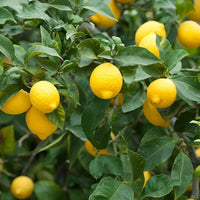 Heirloom Femminello citrus seeds for patios, containers, and orchards