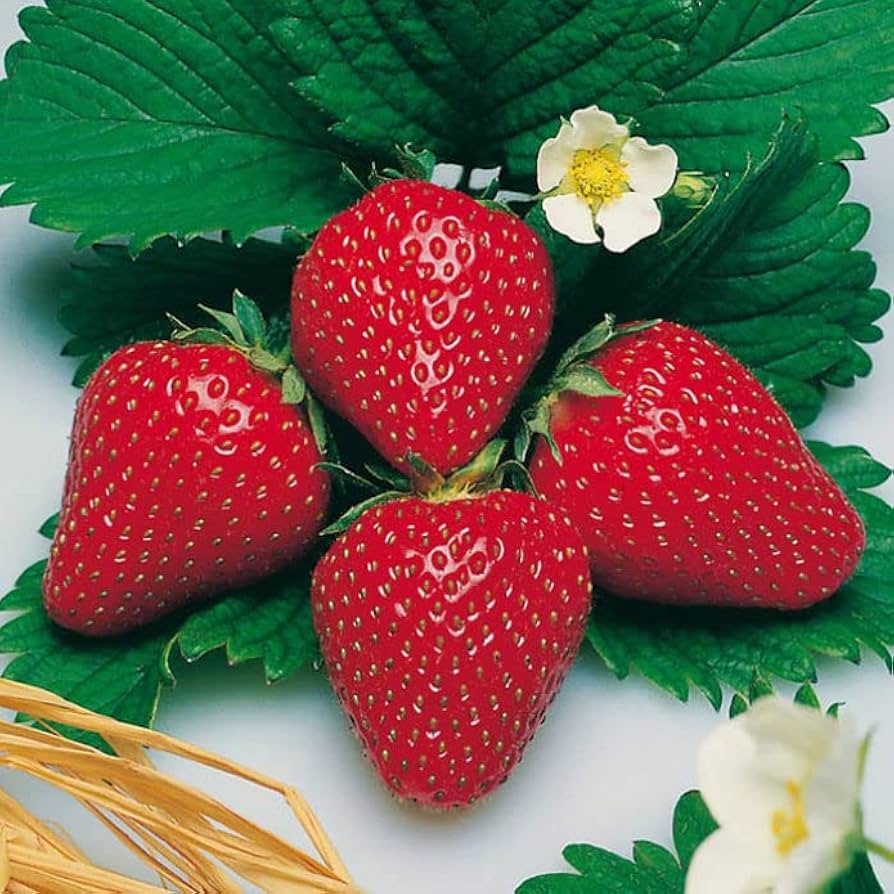 Heirloom Fresca strawberry seeds for growing fresh berries.