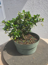 Heirloom Fukien Tea plant with glossy green foliage