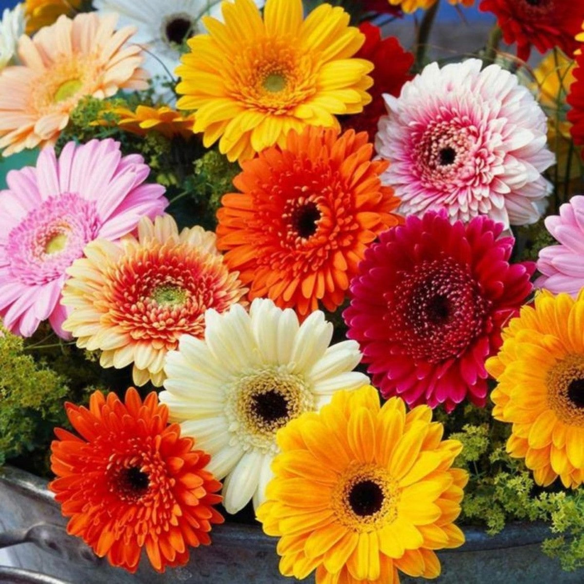 Heirloom Gerbera Mix flowers with vibrant daisy-like blooms in assorted colors.