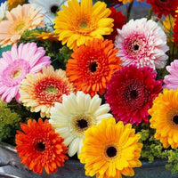 Heirloom Gerbera Mix flowers with vibrant daisy-like blooms in assorted colors.