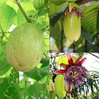 Heirloom Giant Granadilla passion vine with lush foliage and tropical fruit.