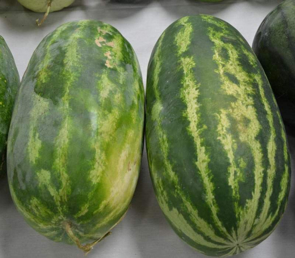 Heirloom Giant Sweet Watermelon fruit seeds suitable for kitchen gardens.