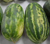 Heirloom Giant Sweet Watermelon fruit seeds suitable for kitchen gardens.