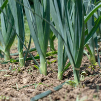 Non-GMO Giant Winter leek seeds for growing fresh garden vegetables.