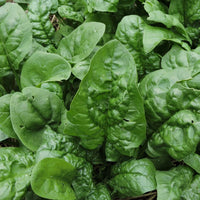 Giant Winter Spinach leafy green seeds suitable for containers and outdoor gardens