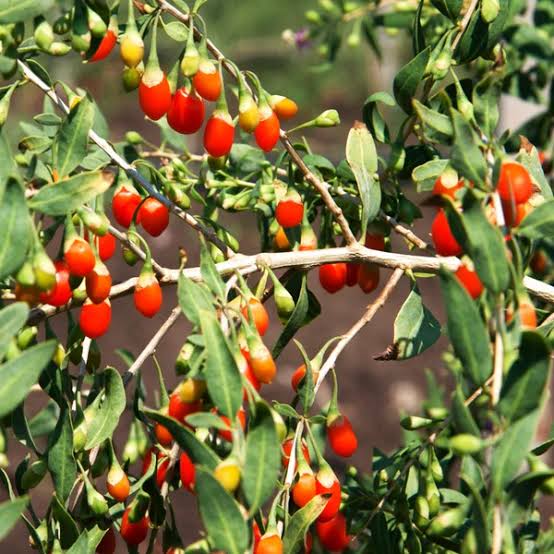 Heirloom Goji Berry shrub with green foliage and bright red berries.