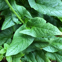 Heirloom Good King Henry perennial plant growing with lush green foliage