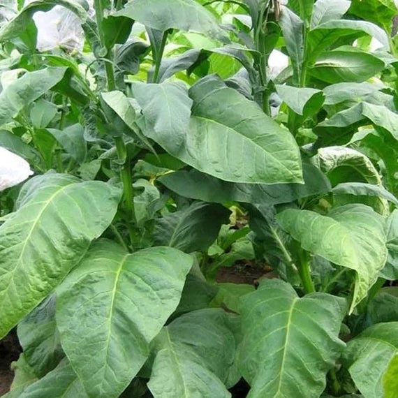 Heirloom Grassroot Tobacco plants with lush green foliage and ornamental flowers.