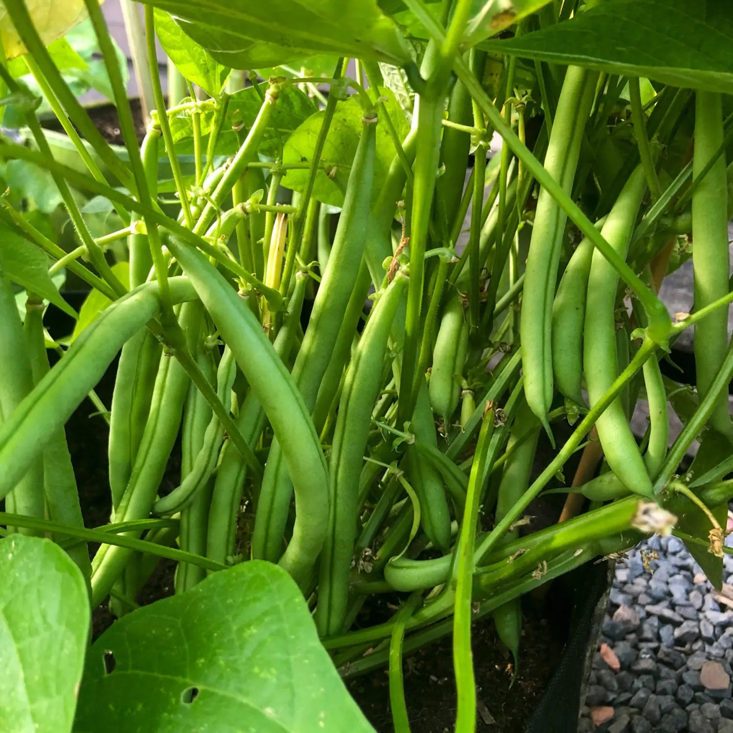 Heirloom Great Northern bean plants growing in an outdoor garden