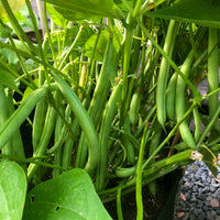Heirloom Great Northern bean plants growing in an outdoor garden